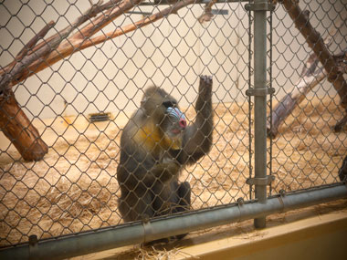 032011_mandrill.jpg