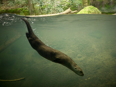 032011_otter_web.jpg