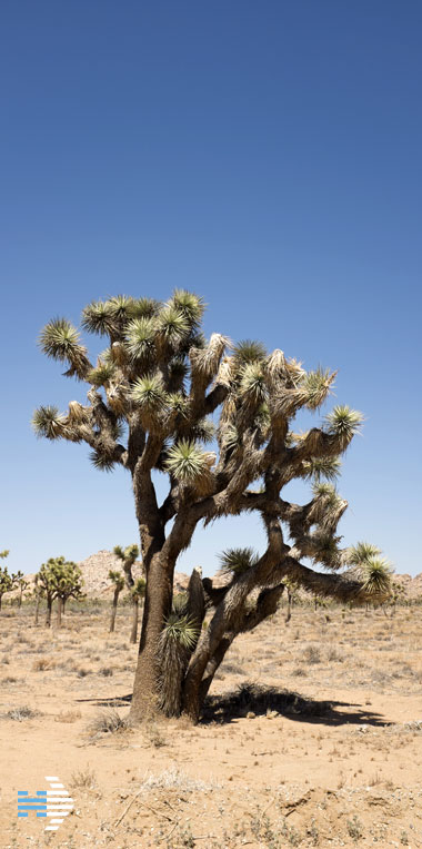 070114_joshua_tree.jpg